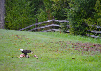 Bald Eagle Stands Guard over Deer Carcass, Port Angeles, Washington