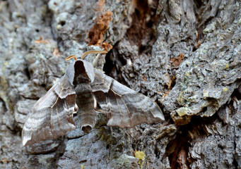Close up of Sphinx Moth on Douglas Fir, Olympic Peninsula, Washington