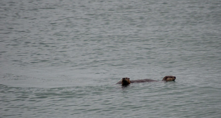 Obraz premium Two River Otters Swimming, Bowman Bay, Deception Pass State Park, Washington