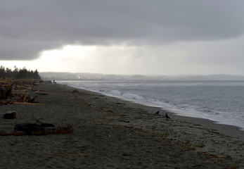 Two Ravens on an Overcast Beach, Deception Pass State Park, Washington