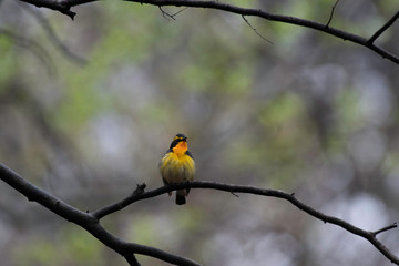 Narcissus flycatcher in Karuizawa in spring