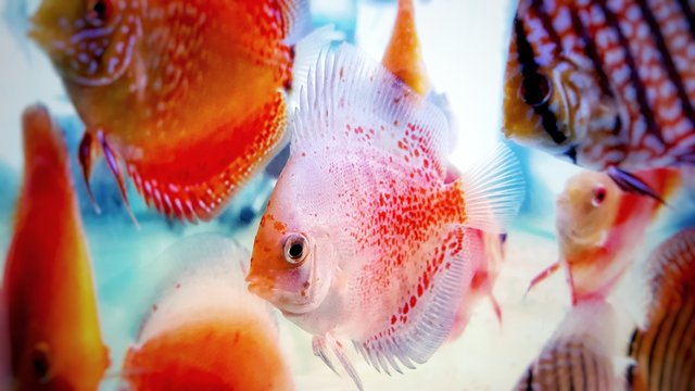 Discus amazonian freshwater fish in captivity 