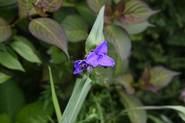 Common spiderwort flowers