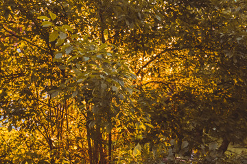 The crown of the tree passes through the sunset light