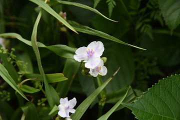 Common spiderwort flowers