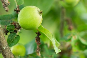 Green Apple fruit still growing on a branch close-up