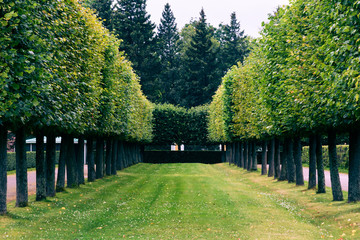 Alley leading to a dead end of lime trees