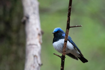 Blue-and-white flycatcher in Karuizawa, in spring