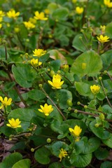 Ranunculus ficaria L. (lesser celandine, Himeryuukinka)