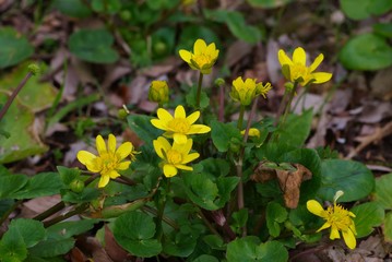 Ranunculus ficaria L. (lesser celandine, Himeryuukinka)