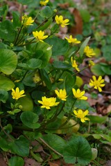 Ranunculus ficaria L. (lesser celandine, Himeryuukinka)