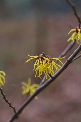 Witch hazel (hamamelis mollis)