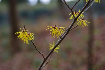 Witch hazel (hamamelis mollis)