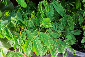 mimosa pudica