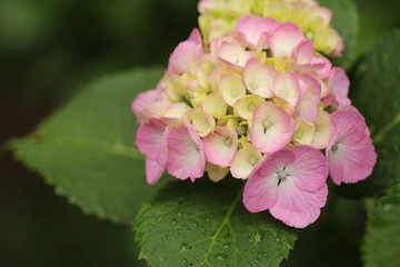 Fototapeta premium アジサイ