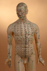 Acupuncture Model