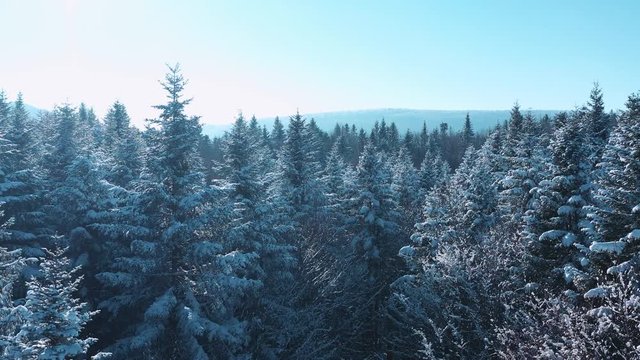 Flight up over the mountain winter snowy spruce and pine forest with frozen trees and lawns covered with snow. Top view natural landscape from drone in 4k