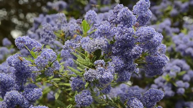 Decorative ceanothus tree growing in garden. A close up of blooming Ceanothus flowers. Bees feeding and collecting nectar on flower. Blue flowers blooming in spring. Ceanothus Dark Star. California li