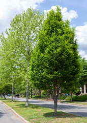 Spring trees on neighborhood street median strip.