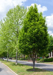 Obraz premium Spring trees on neighborhood street median strip.
