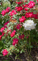 White rose interloper contrasted among several red roses.