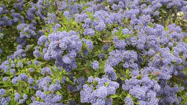 Decorative ceanothus tree growing in garden. A close up of blooming Ceanothus flowers. Bees feeding and collecting nectar on flower.Blue flowers blooming in spring.Ceanothus Dark Star.California lilac