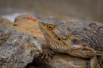 Close up portrait of Bearded Dragon