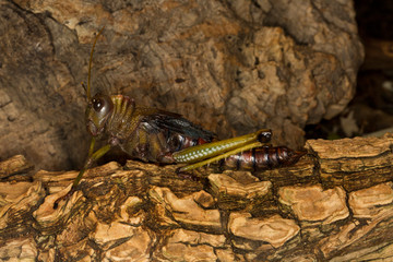 Violet Winged Grasshopper (Tropidacris collaris).