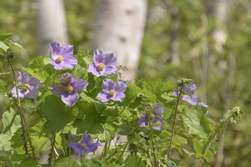 シラネアオイ（Glaucidium palmatum）