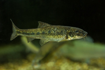  Gudgeon (Gobio gobio).