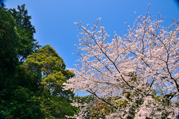 【神奈川県】横須賀市　諏訪大神社の桜