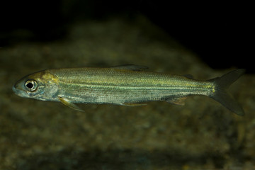 Whitefish (Coregonus wartmanni).