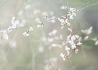 abstract dreamy photo of spring white meadow with wildflowers