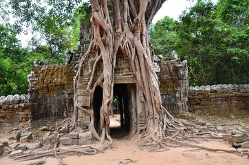 カンボジアのシェムリアップ　世界遺産のアンコールワット遺跡群　古くて美しい遺跡と遺跡に侵食して成長する大樹