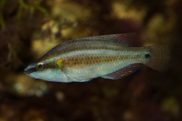 Fototapeta premium Ocellated wrasse (Symphodus ocellatus).