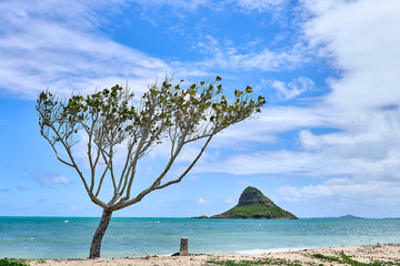 A view of  Chinaman's Hat island and a tree seen from the Kualoa Regional Beach Park. - obrazy, fototapety, plakaty