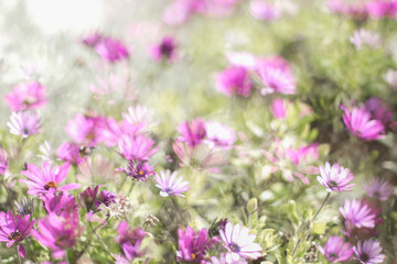 Selective focus on beautiful purple flowers in meadow - wild spring flowers
