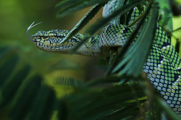 Female wragler pit viper
