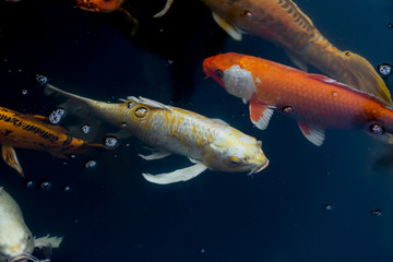 Fancy carp swimming in a pond. Fancy Carps Fish or Koi Swim in Pond, Movement of Swimming and Space.