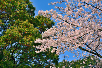 【神奈川県】横須賀市　諏訪大神社の桜