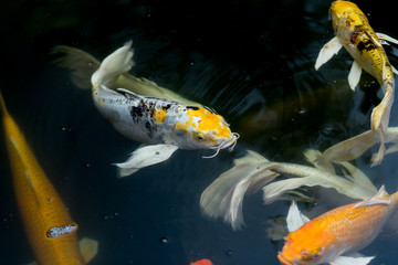 Fancy carp swimming in a pond. Fancy Carps Fish or Koi Swim in Pond, Movement of Swimming and Space.