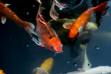 Fancy carp swimming in a pond. Fancy Carps Fish or Koi Swim in Pond, Movement of Swimming and Space.