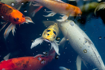 Fancy carp swimming in a pond. Fancy Carps Fish or Koi Swim in Pond, Movement of Swimming and Space.