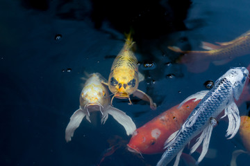Fancy carp swimming in a pond. Fancy Carps Fish or Koi Swim in Pond, Movement of Swimming and Space.