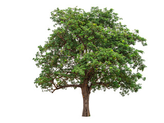 Green tree isolated on white background.