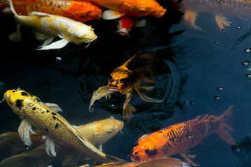 Obraz na płótnie Canvas Fancy carp swimming in a pond. Fancy Carps Fish or Koi Swim in Pond, Movement of Swimming and Space.