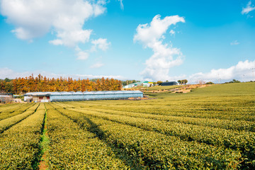 Green tea field in Jeju Island, Korea