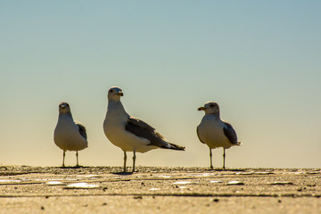 sea gulls on the beach 