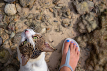 Cat looking into camera with woman's foot. Stray cat rubs on legs top view photo. Cute white brown kitten with green eye