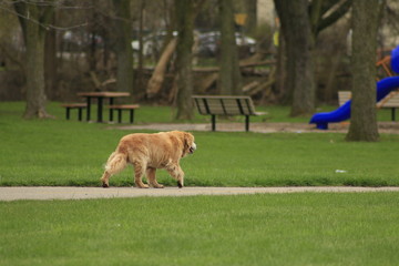 Outdoor portrait of an obedient dog an elderly female golden retriever.